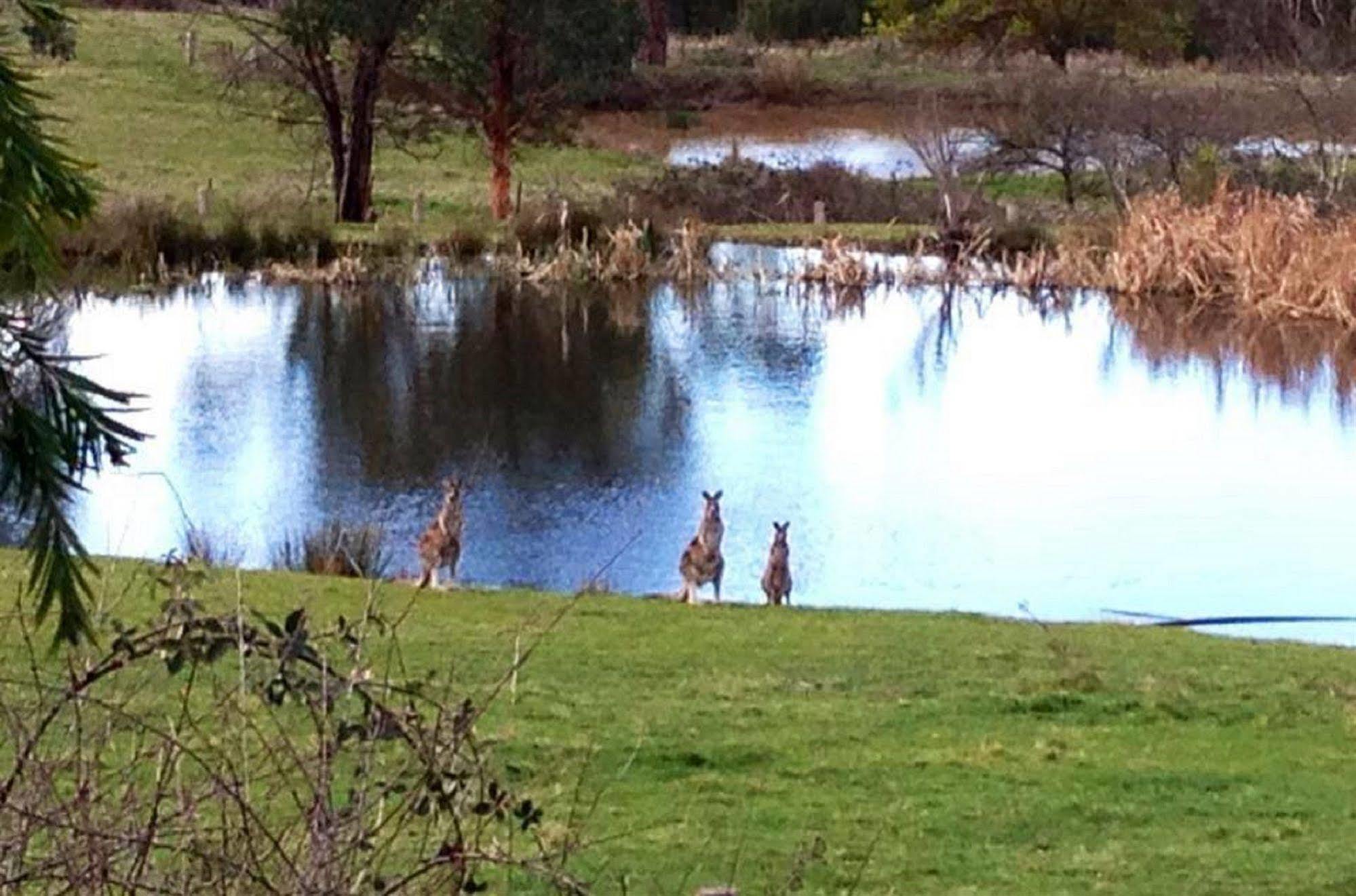 Australian Home Away @ Wonga Park Brushy Creek Экстерьер фото